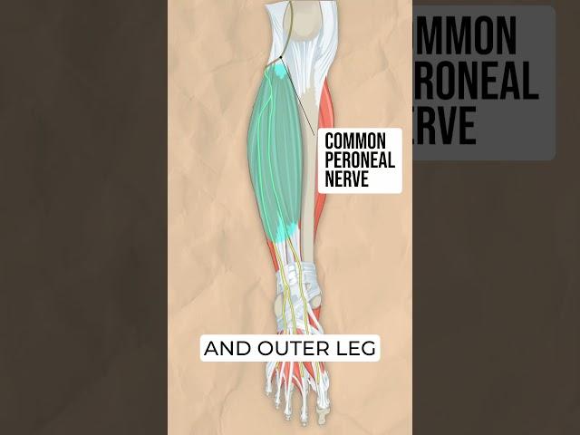 How It Works: Peroneal Nerve Palsy