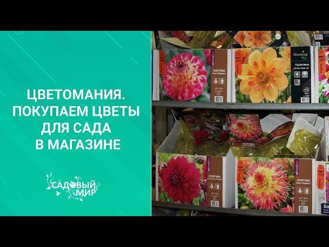 Цветомания. Покупаем цветы для сада в магазине