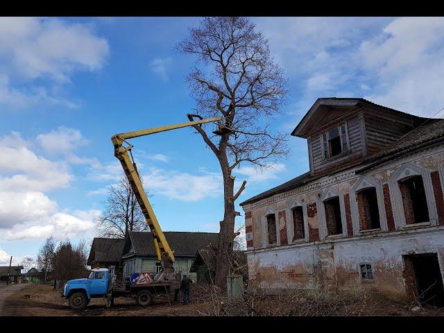 Срезали вековые деревья - Тверская область - обрезка возле дома