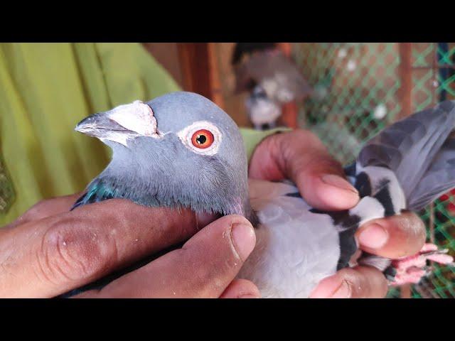 Original Racer Pigeon | Fancy Pigeon Farm & Fancy Pigeon Breed Loft