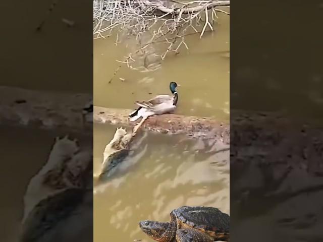 The turtle pulls the duck's leg