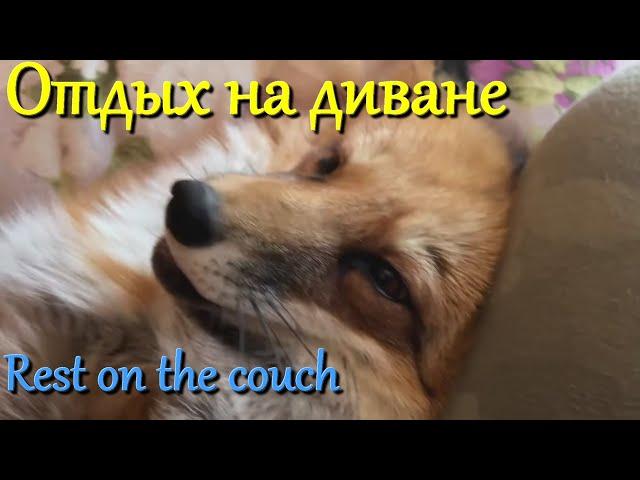 Алиса лиса. Лиса заняла диван (The fox took the couch).