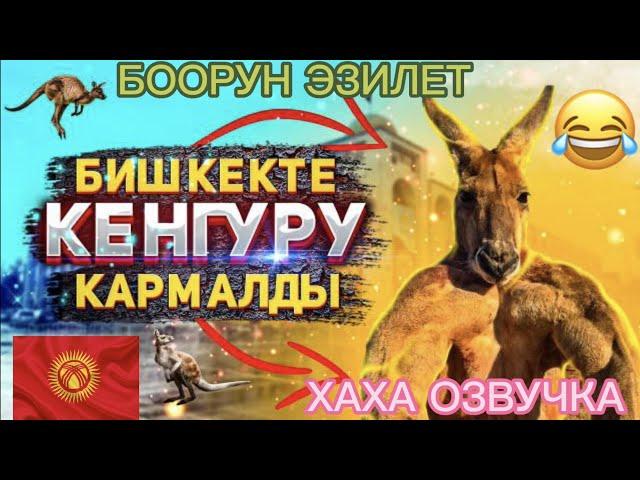 БИШКЕКТЕ КЕНГУРУ КАРМАЛДЫ (ХАХА КЫРГЫЗЧА ОЗВУЧКА )