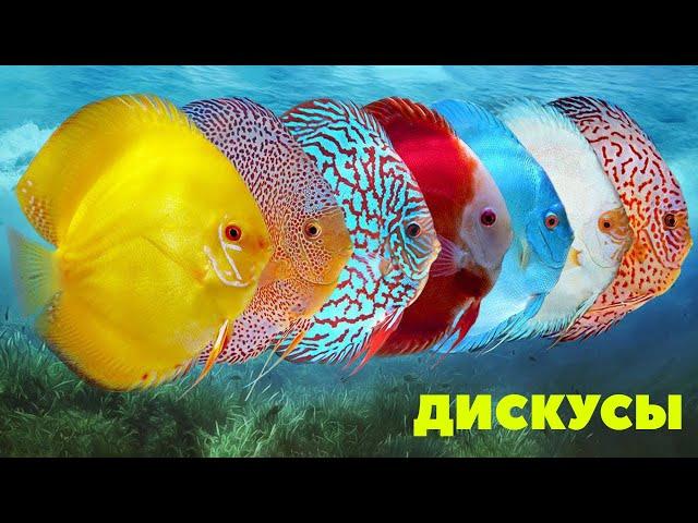 Дискусы в аквариуме! Всё о КОРОЛЕВСКОЙ РЫБКЕ