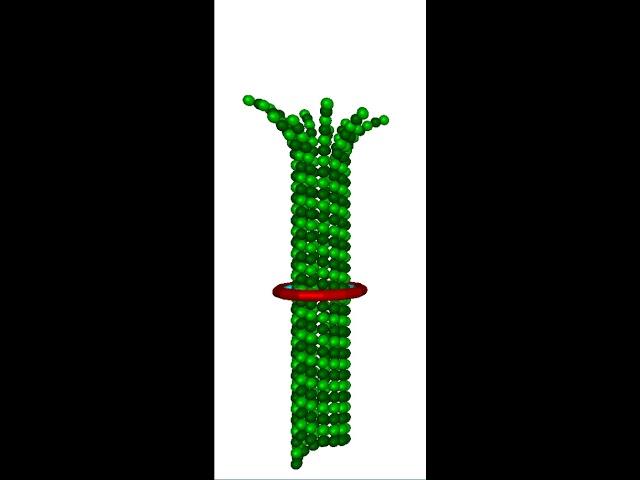 Simulation of Dam1/Dash complex freely diffusing along a depolymerizing microtubule