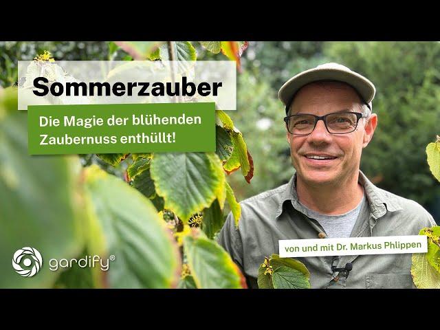 Pflanzenrätsel Überraschung im Garten: Hilfe - die Zaubernuss blüht im Sommer! Hamamelis Blüte