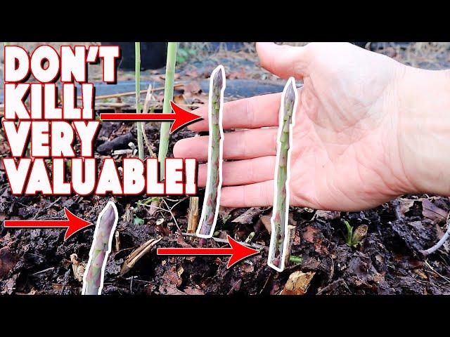 Don't Kill This Valuable Garden Perennial, Asparagus! 4 Steps To Protect Great Harvests!