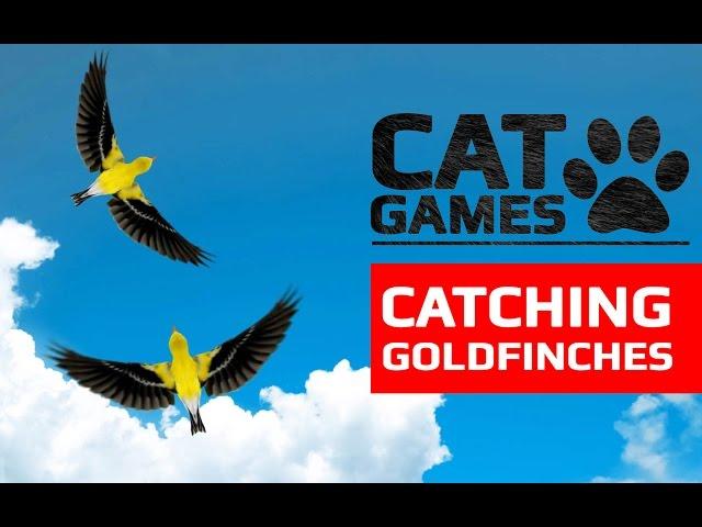 CAT GAMES -  CATCHING GOLDFINCHES (ENTERTAINMENT VIDEOS FOR CATS TO WATCH)