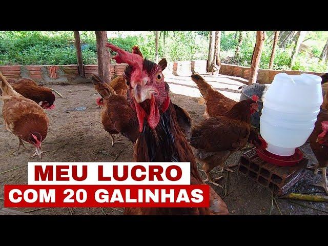 QUANTO DÁ PRA GANHAR COM 100 GALINHAS GALINHAS POEDEIRAS