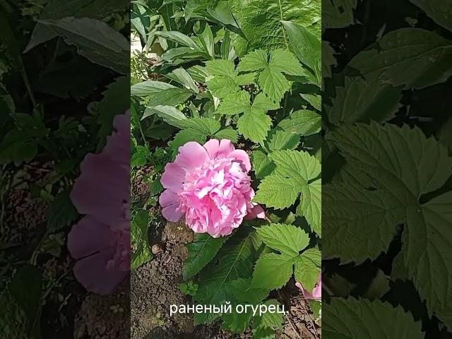 сад #огород #томаты #огурцы #помидоры #посади сам #земледелие #дача # земля