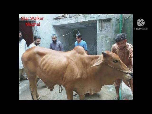 Qurbani 2019 Dangerous Cow