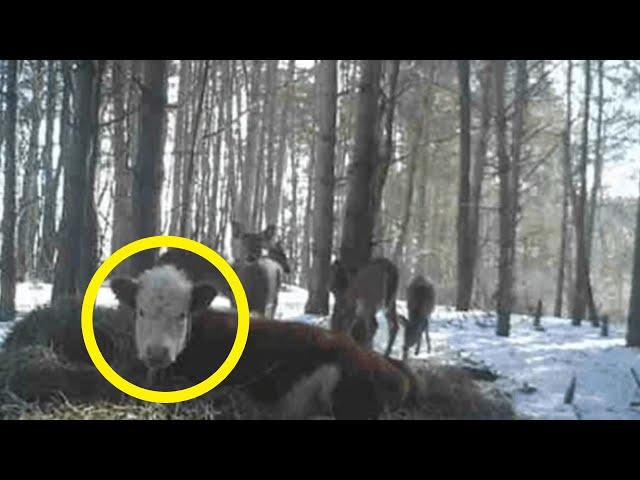 The calf ran away to the forest and found a family there, you won't believe it!