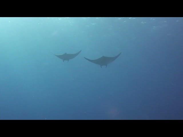 Sightings of solitary individuals and groups of bentfin devil rays (Mobula thurstoni).