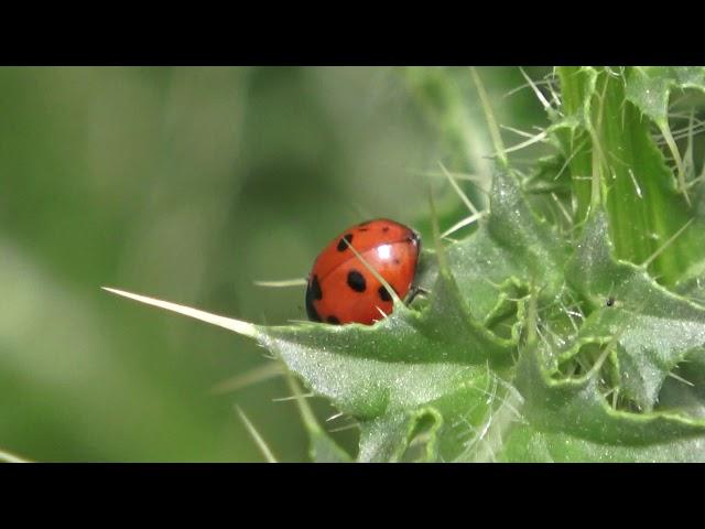 The natural heritage of Ruse Bulgaria