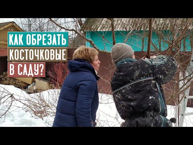 СЕЗОН 2020: ОСНОВНЫЕ ПРАВИЛА ОБРЕЗКИ КОСТОЧКОВЫХ ДЕРЕВЬЕВ / Садовый гид