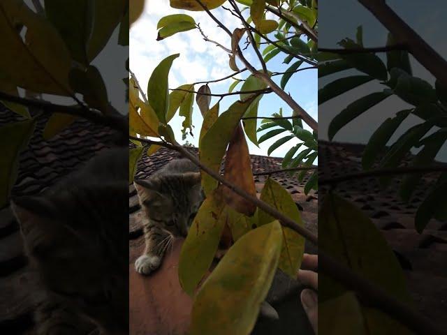 One hour of trying to seduce and save my little cat who was playing on the roof