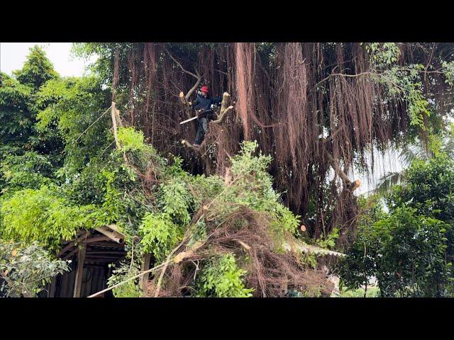 CUTTING DOWN DANGEROUS TREES - Helped him and his wife cut down a 100 year old tree