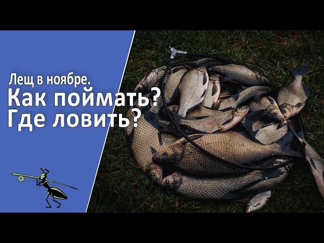 Ловля леща в ноябре. Что нужно знать, чтобы успешно ловить?