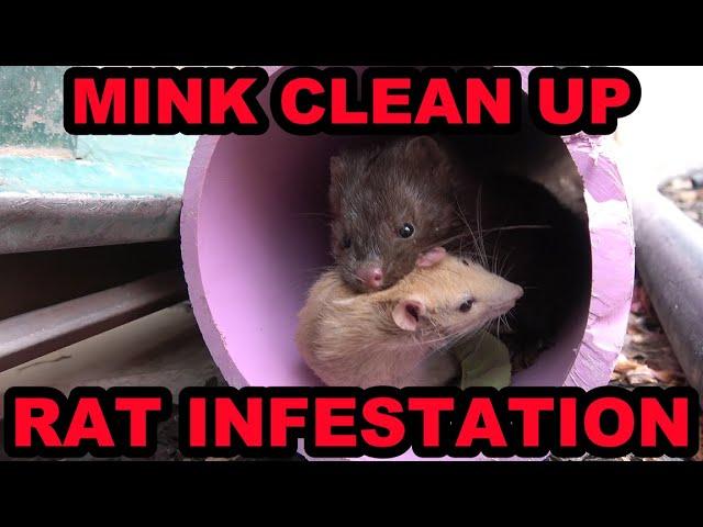 Poison Free Rat Control with Mink.