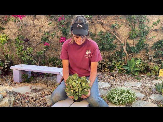 Cotyledon Mint Truffles