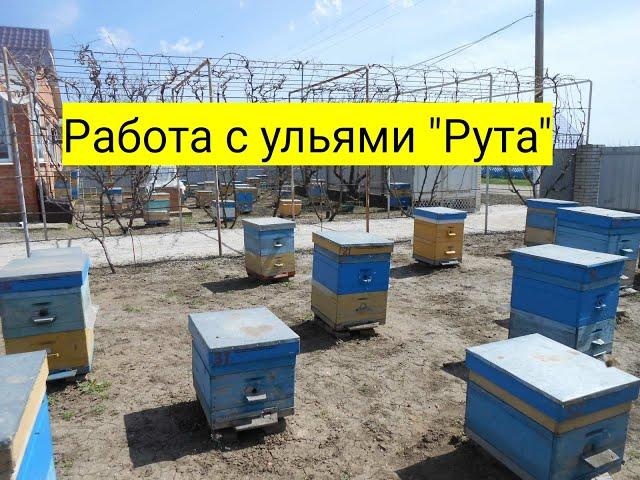 Работа с ульями Рута.