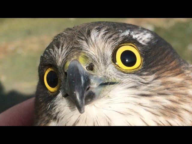 Птенец ястреба/ hawk chick