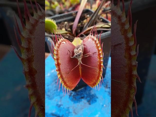 Venus Flytrap feeding time! #shorts
