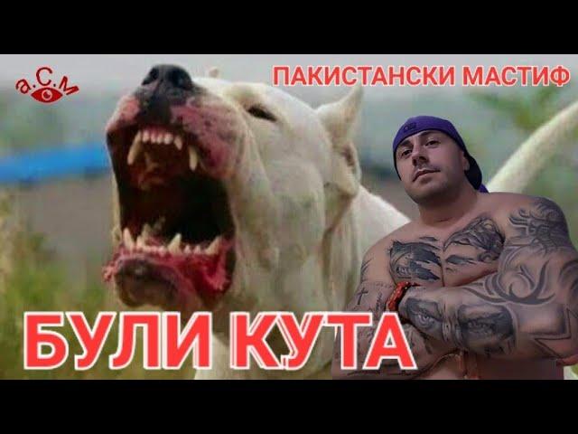 БУЛИ КУТА - ПАКИСТАНСКИ МАСТИФ - ЛЮБОПИТНИ ФАКТИ И ПОВЕДЕНИЕ а.С.м