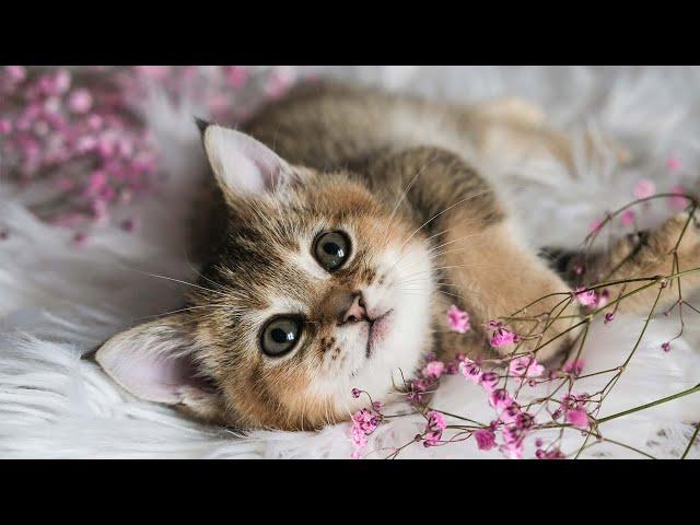 Cat lullaby for kittens with anxiety Relaxing music for cats 10 hours