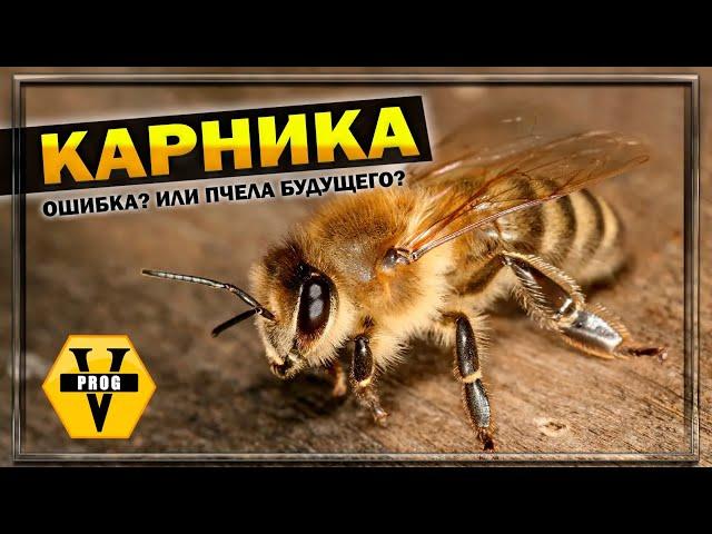 КАРНИКА. Ошибка или пчела будущего? Какой итог о данной расе