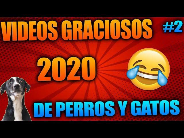 VÍDEOS GRACIOSOS DE GATOS Y PERROS / Intenta No Reír