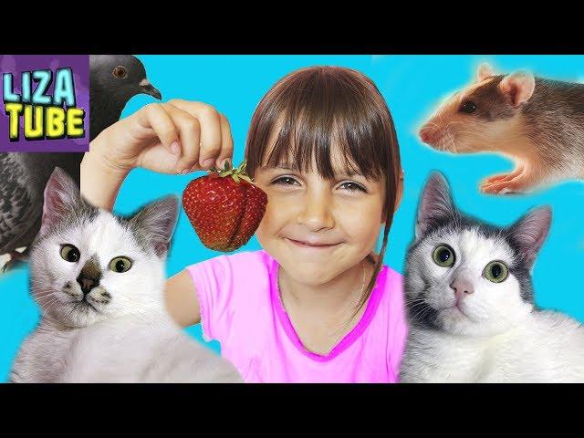 My morning  STRAWBERRY SUMMER  Lisa and Pets  LizaTube