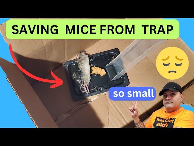 HOW TO SAFELY REMOVE A BABY MICE FROM STICKY TRAP 