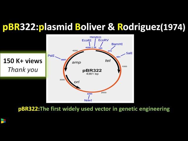 pBR322 Gene Cloning Vector Explained | Biotechnology @biologyexams4u