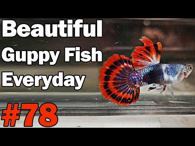 Guppy Channel - Beautiful Guppy Fish Everyday 78