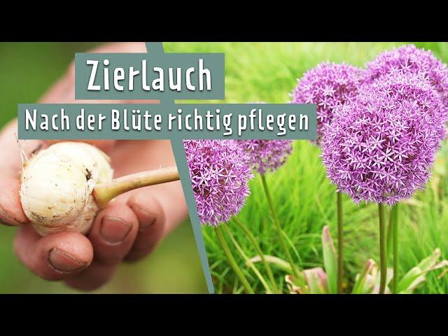 Allium nach der Blüte richtig pflegen | MDR Garten