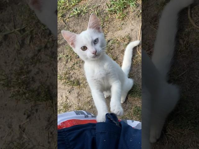 Котёнок Снежинка #cat #котенок #милыйкотенок #kitten #милыекоты #снежинка #белыйкот #whitecat #кошка