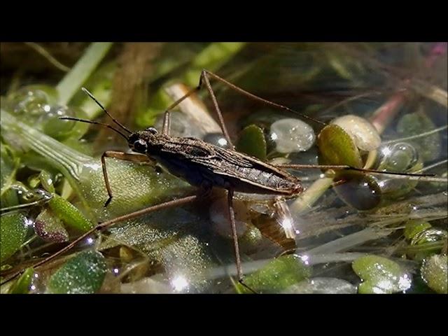 Poelschaatsenrijder/Common pond skater (Gerris lacustris)