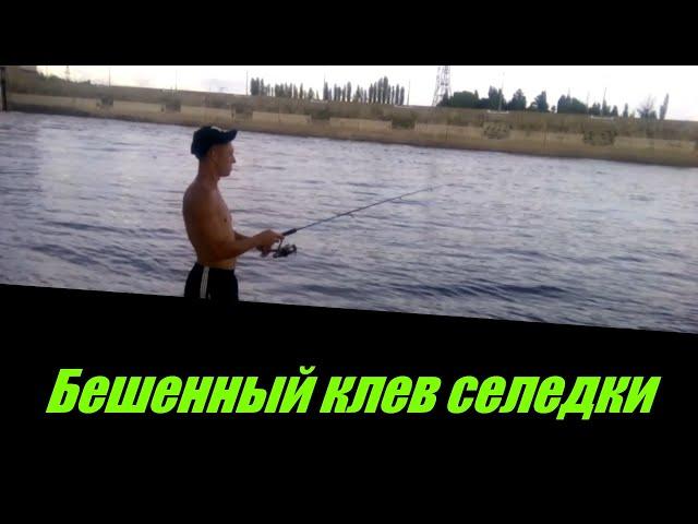 Бешенный клев селедки! Волгоград.