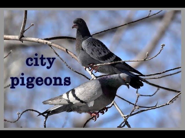 City Black Pigeons - Welcome Spring | MOSCOW 2018