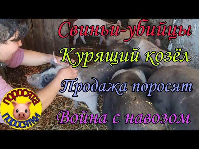 Свиньи убийцы//Курящий козёл//Война с навозом//Как почистить куриные лапки//Продажа поросят//