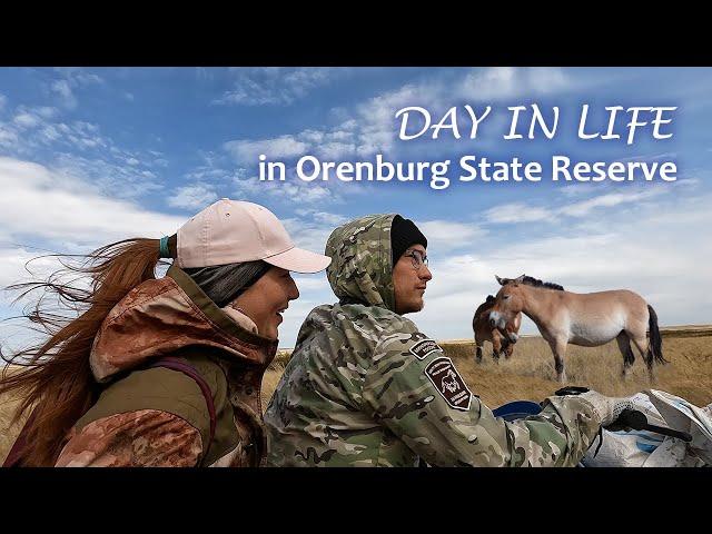 How Russian scientists live in Orenburg steppes | Expedition to the last wild horses on the Earth