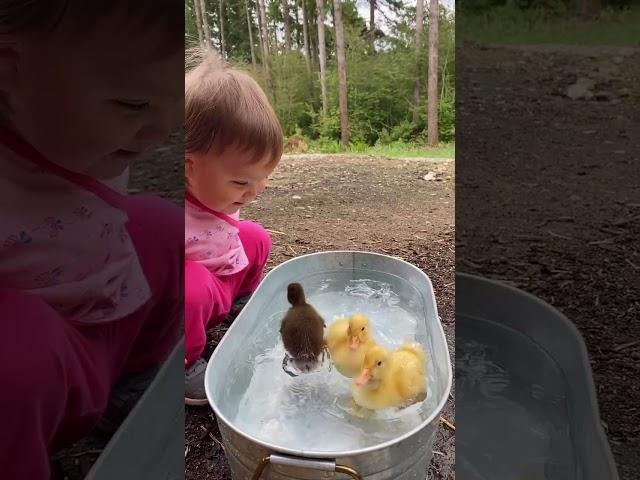 baby and ducklings  mamasoli_go