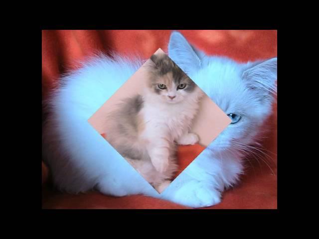 Наполеон - карликовая кошка (Napoleon Cat) породы кошек( Slide show)!