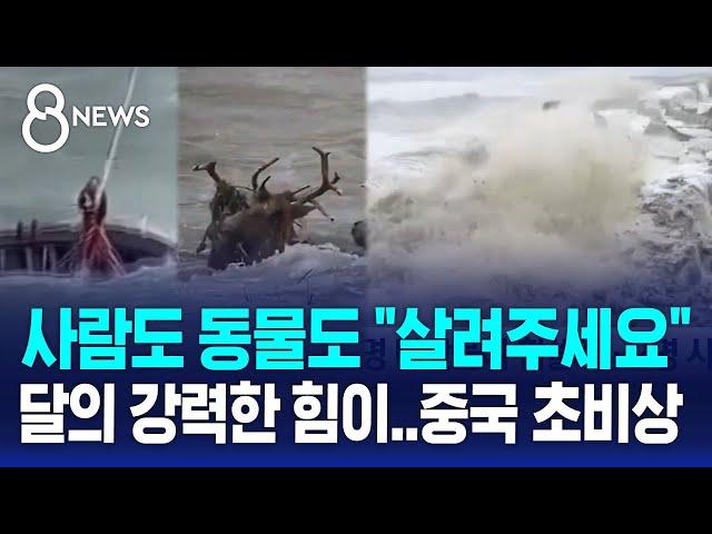 사람도 동물도 "살려주세요"…달의 강력한 힘에 중국 초비상 / SBS 8뉴스