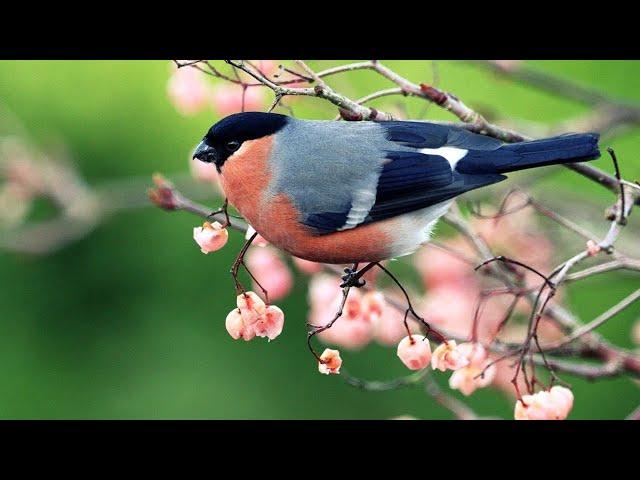 Meditation music, relaxation music, birdsong, nature sounds, calming music sleep music healing music