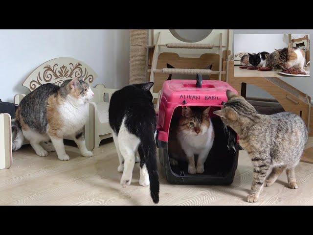 The reaction of our cats to the new rescued cat. 'Adorable Paws' temporary cat shelter.