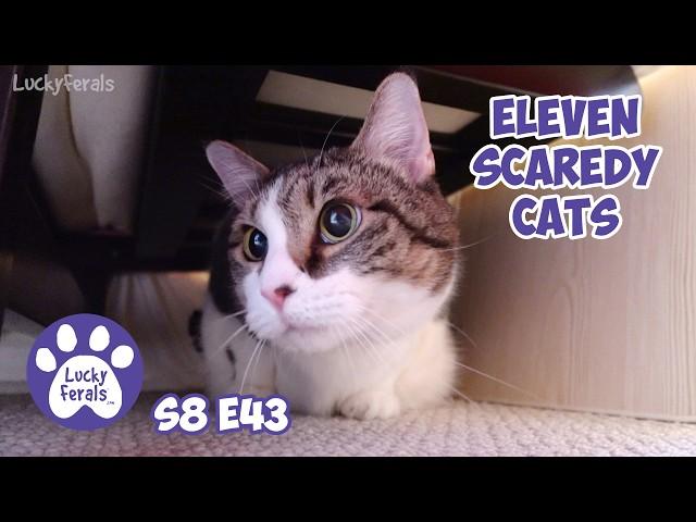 Eleven Scaredy Cats - Lucky Ferals S8 E43 - Cat Vlog With 11 Cats