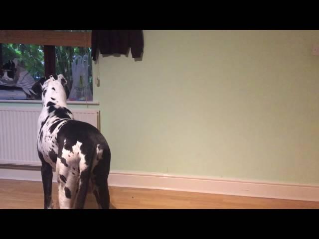 Angry Harlequin Greatdane Barking at the Post Man Funny!