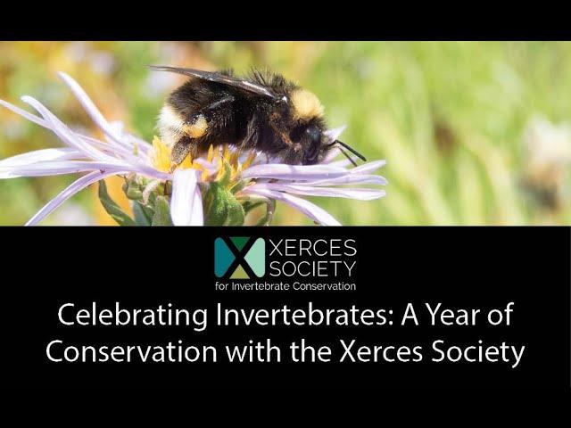 Celebrating Invertebrates: A Year of Conservation with the Xerces Society